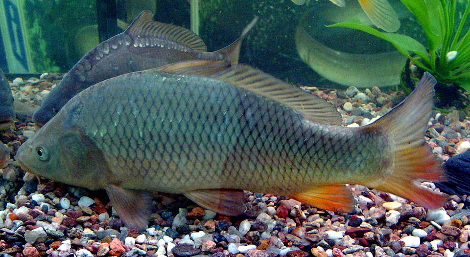 Karpfen