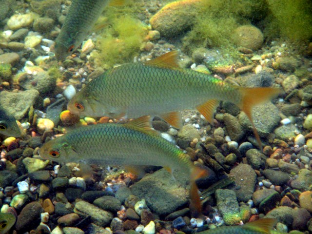 Rotauge
