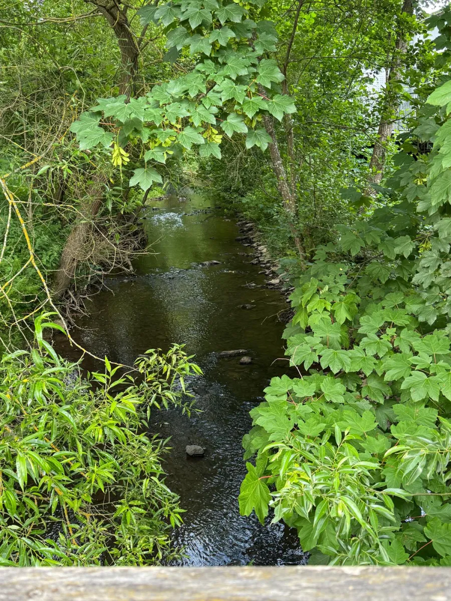 Uferpartie des Simmerbachs mit dichter Vegetation